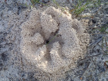 Flower shaped ant nest