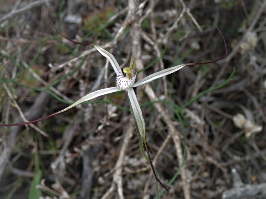 Lone spider orchid with spreading petals and lateral sepals