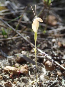 Possibly a Brittle snail orchid.. Very small rosette