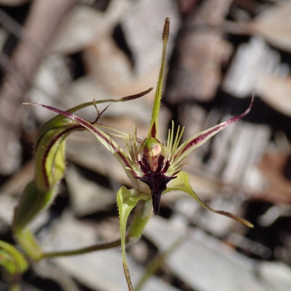 Shot showing the short clubbed petals and sepals