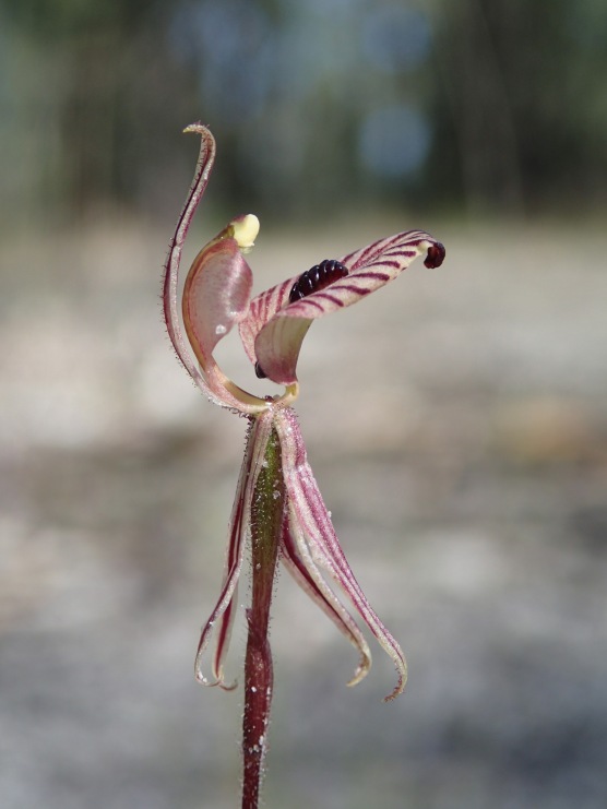 Red striped labellum with dense central band of calli and glandular apex