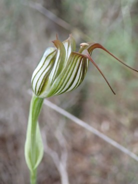 Also called: Recurved shell orchid, antelope orchid and bull orchid