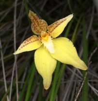 Often red marked yellow flowers