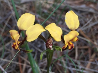 Yellow granite donkey orchid