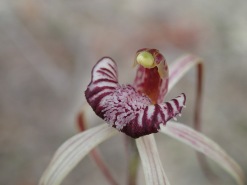 Prominently red-striped, shortly-fringed or smooth-margined labellum