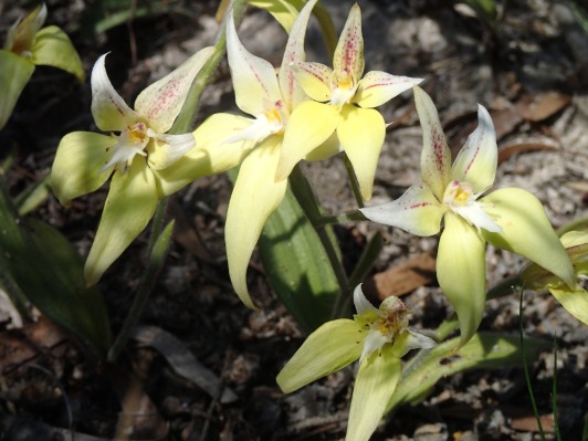 Common widespread fairy orchid