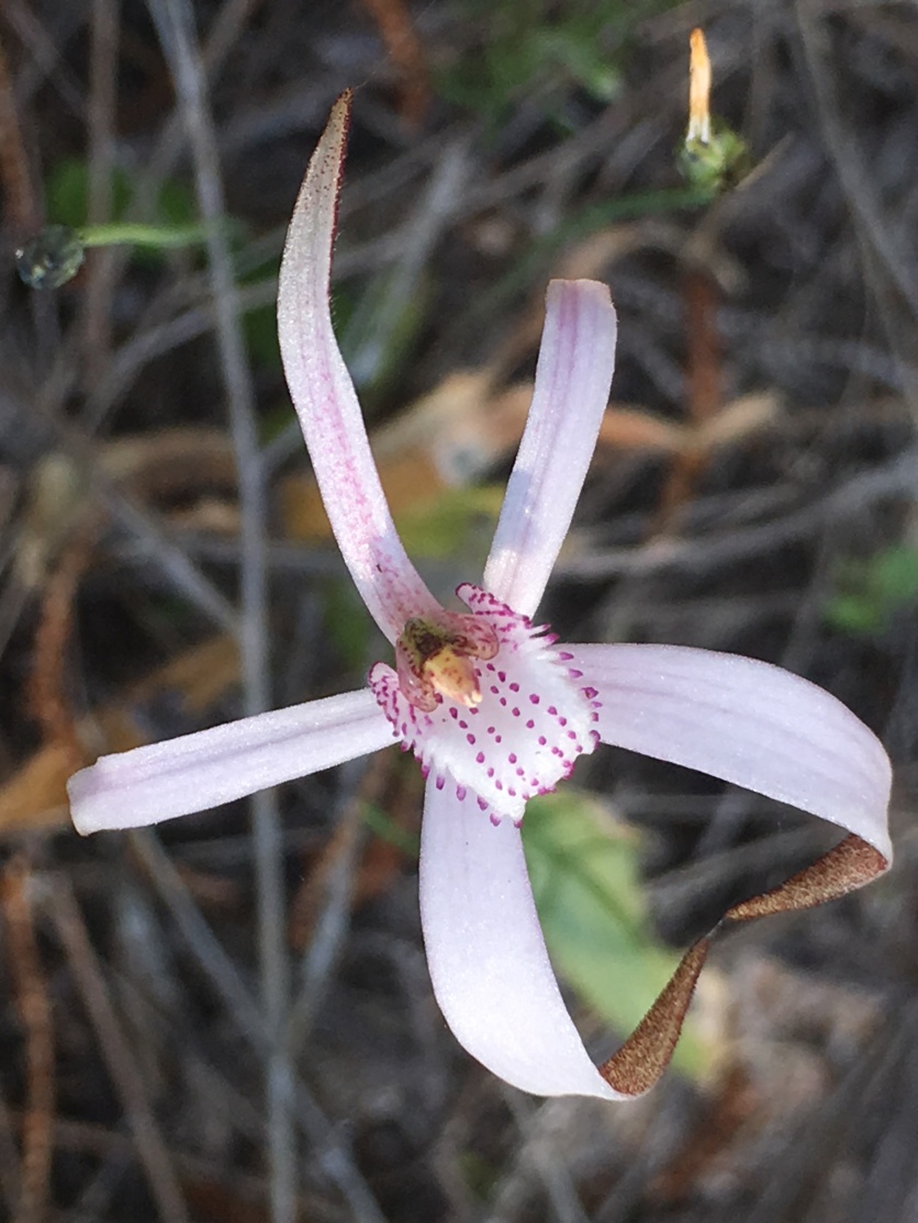 Labellum with short fringe segments and four or more rows of calli