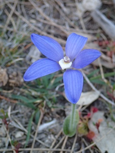 Mauve-blue to purple flowers 20 to 50mm across