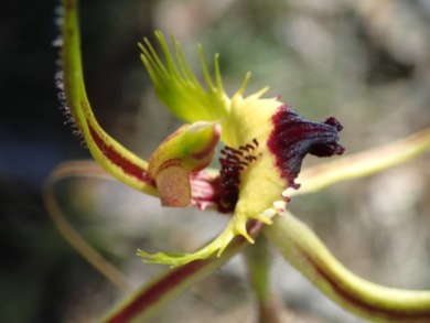 Red-tipped labellum, with long comb like fringe segments