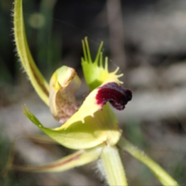 Red tipped labellum