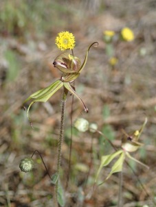 A common wheatbelt spider orchid