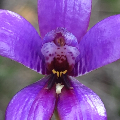 Small membranous labellum with two large black basal calli