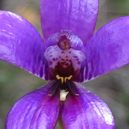 Small membranous labellum with two large black basal calli
