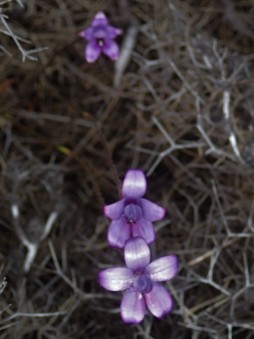 Glossy purple flowers