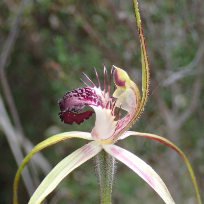 Red-tipped labellum with long fringe segments