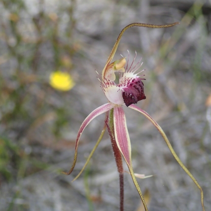 King spider orchid