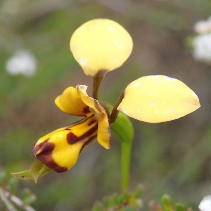 Small, yellow, brown marked flowers