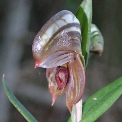 Insect like labellum
