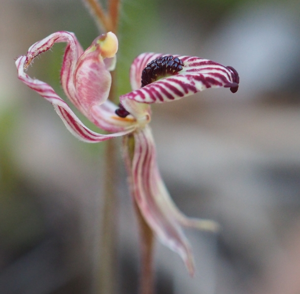 Red striped labellum with dense central band of calli