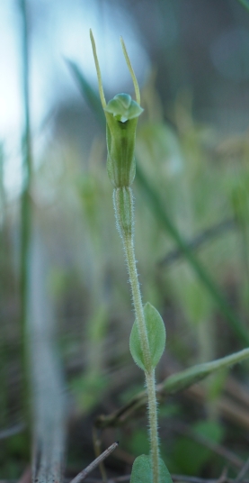 Hairs on stem clearly visible