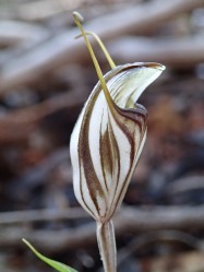 Short, straight labellum, not visible in the set position