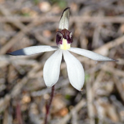 Purple faced white orchid