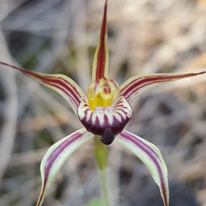 Sigmoid spider orchid