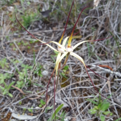 Common spider orchid