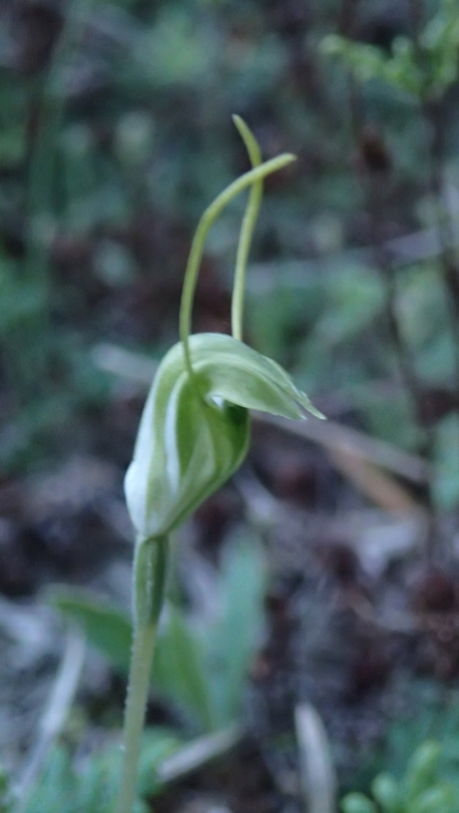 Hairy-stemmed snail orchid