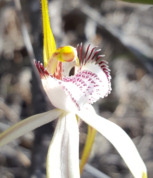 Broad labellum with moderately long marginal teeth