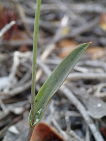 Leaf can be up to 100mm in length. The largest of the WA Eriochilus species