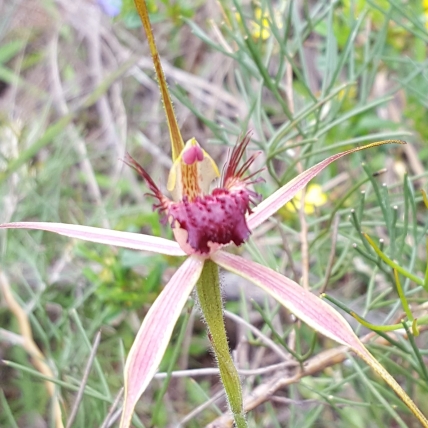 The labellum is dark pink with red stripes and ends in a dark tip.
