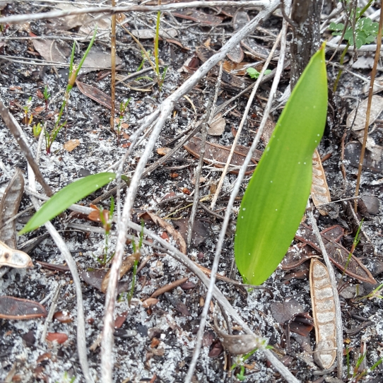 Possible orchid leaves