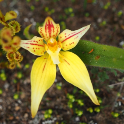 Bright yellow flower with vivid red markings