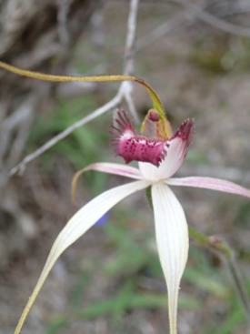 Caladenia decora x C. longicauda