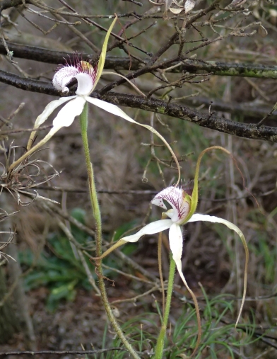 Up to 3 predominantly white flowers per orchid