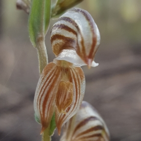 Insect-like labellum