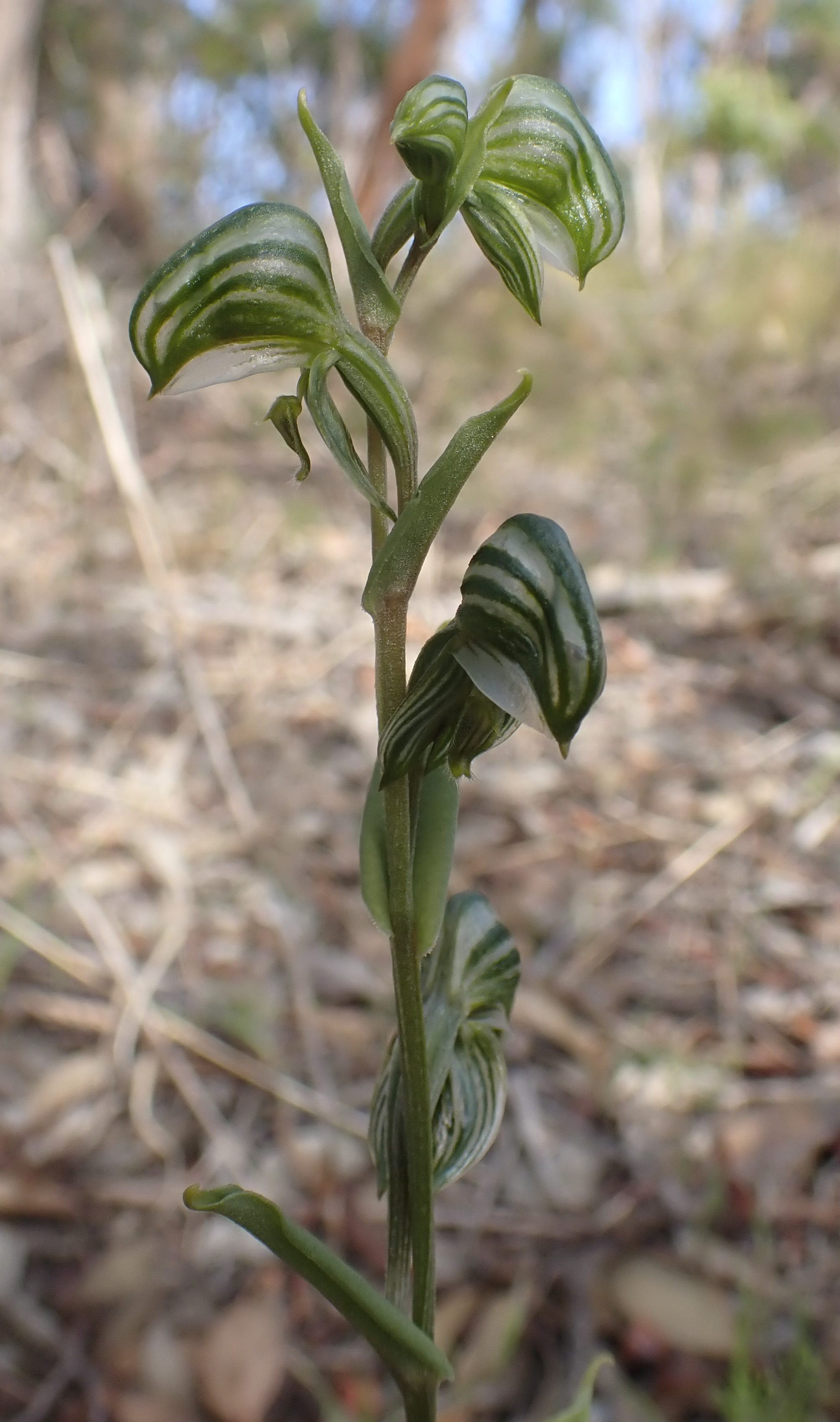 Banded greenhood (Pterostylis vittata)